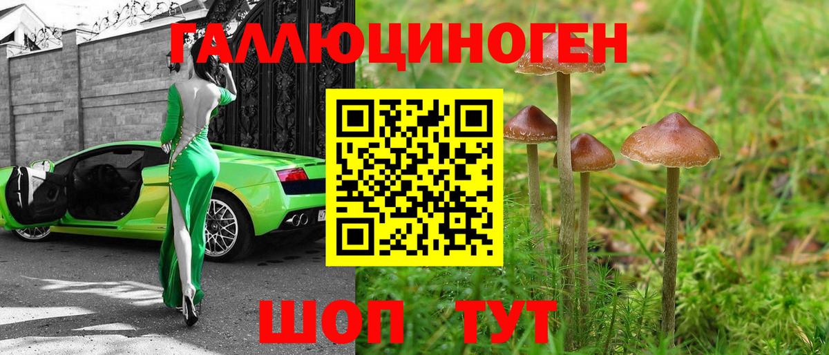 Дальнегорск  Псилоцибиновые грибы Psilocybine cubensis  Вход с VPN 